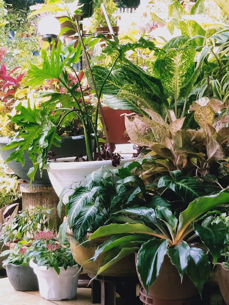 ZEDA NURSERY gallery