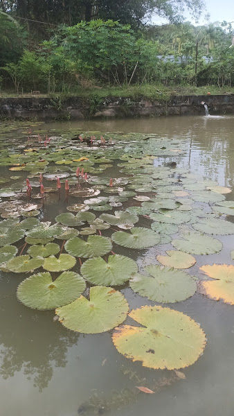 Pembekal Tanah Organik dan Baja Organik (Delivery Kuala Lumpur & Selangor) gallery