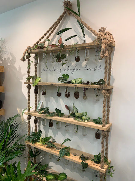 Indoor Foliage gallery