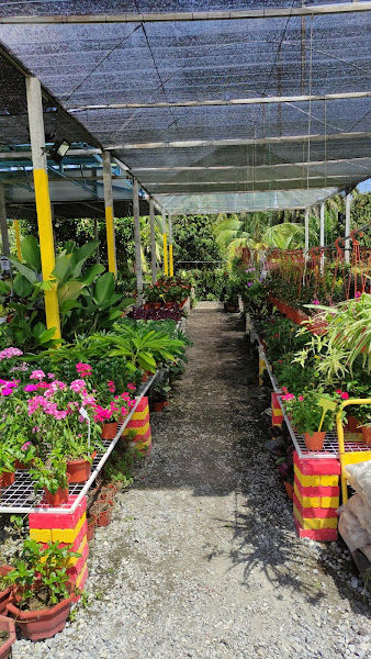 KF CERIA NURSERY (Hanna Garden)