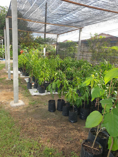 Broga Taiwanese Nursery Malaysia大马台湾黄金果苗园 gallery