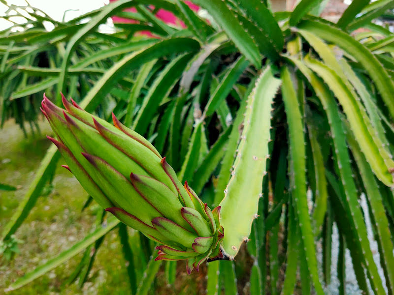 HL Nursery Trading gallery