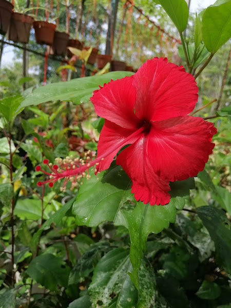 Alamskap Sdn. Bhd. ( Landskap dan semaian ) gallery