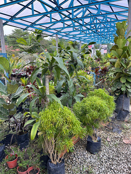 My Green Nursery gallery