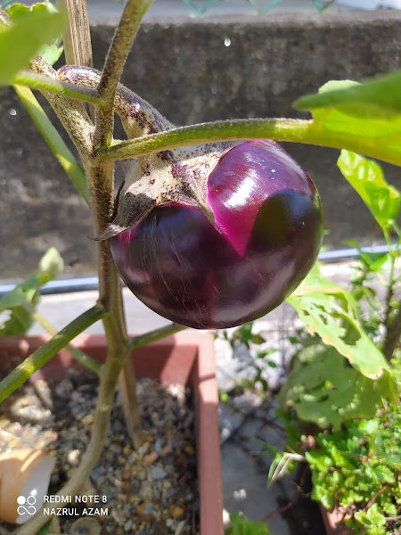 3Qs Organic Garden gallery