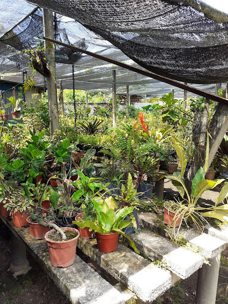 MANTIN Nursery & Landscape gallery