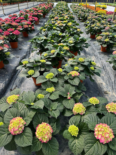 Teoh Yong Meng Nursery gallery