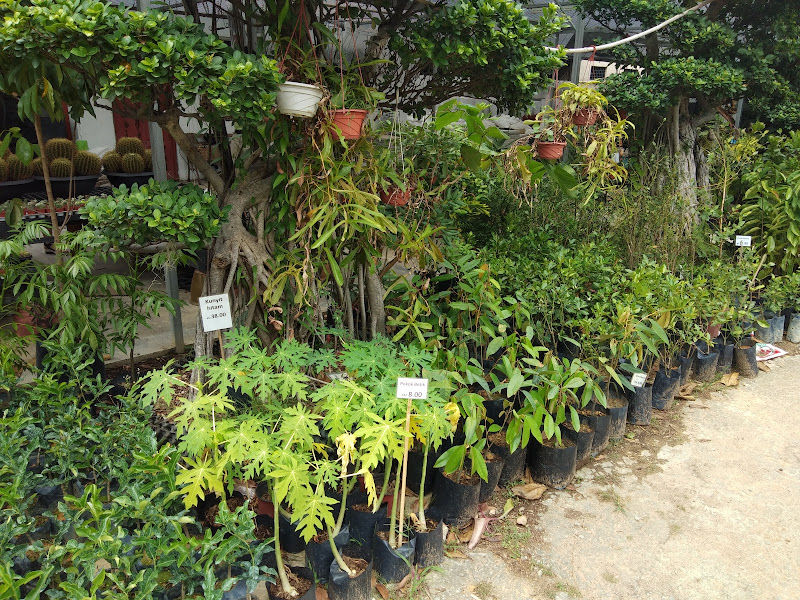 Summerville Nursery and Landscape（夏日轩园艺） gallery