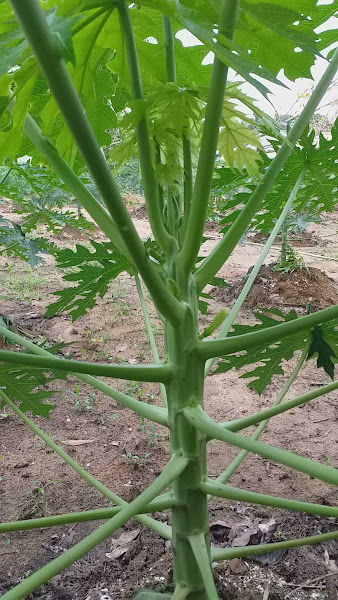 Balai Informasi Pertanian Ulu Beranang - Kitosanplus