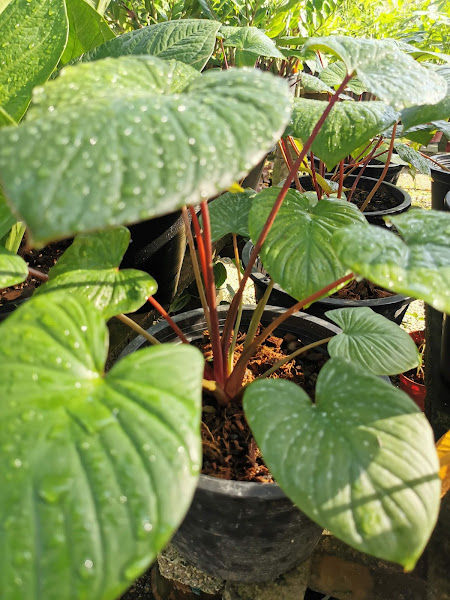 Wee Ta Enterprise(Nursery Plant BM) gallery