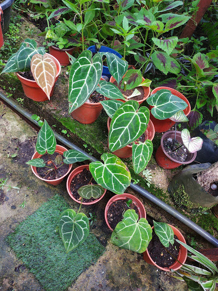 Bemban Nursery 望万花艺