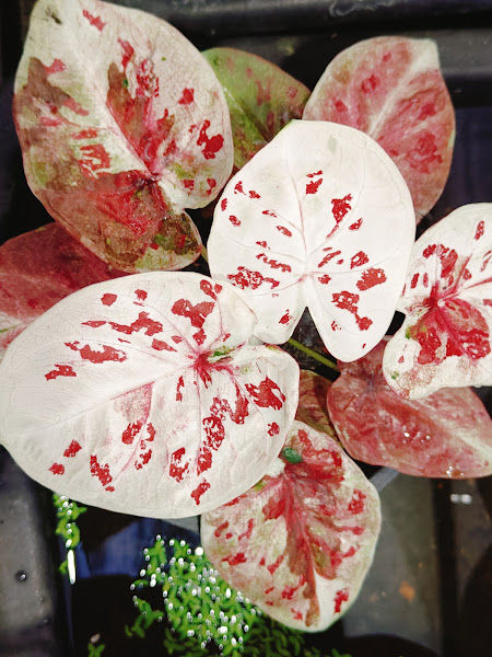 Mini power caladium gallery