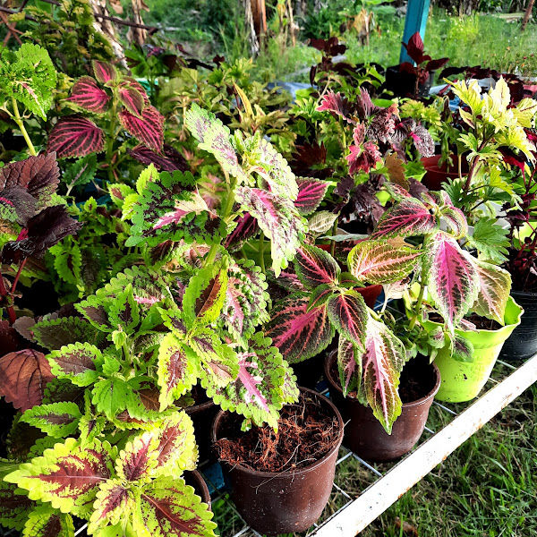 Tulip Ungu Garden gallery