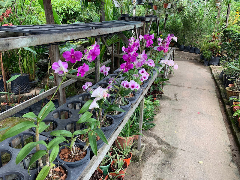 FHL Go Smile Plant Nursery gallery