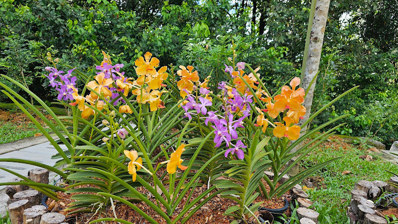 Orchid & Hibiscus Gardens gallery