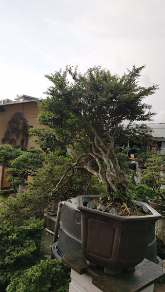 Levoreg garden绿和益园艺中心 gallery