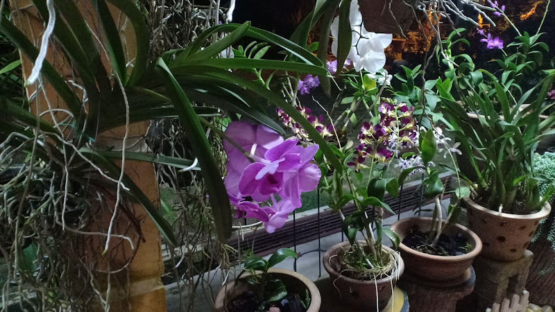 Orchid Garden