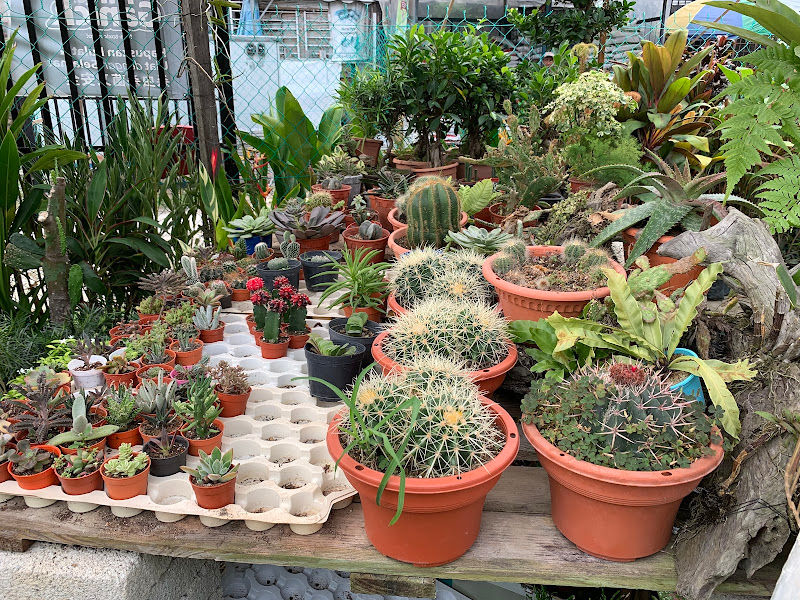 FHL Go Smile Plant Nursery gallery