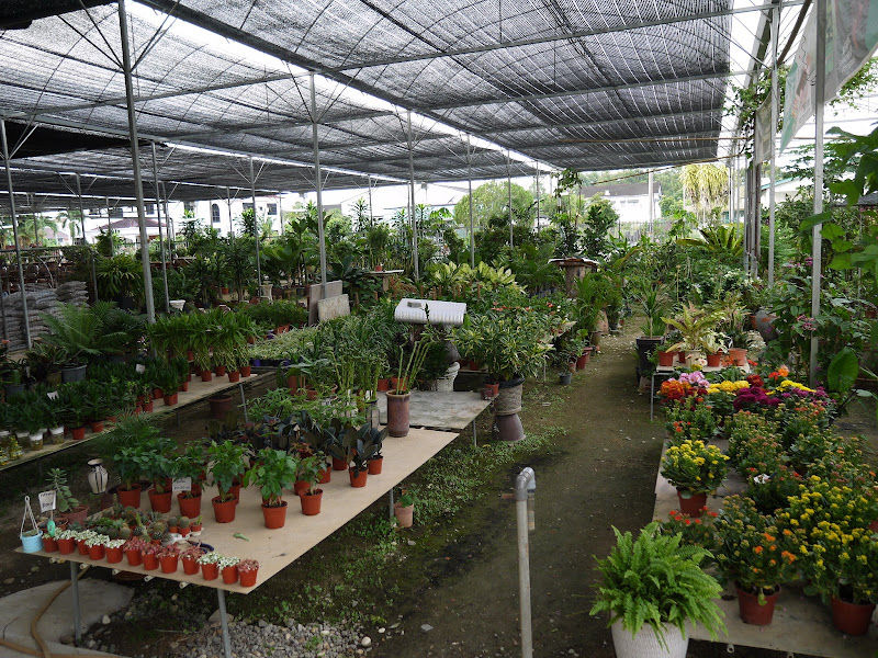 Cempaka Nursery (Eco Garden Centre)