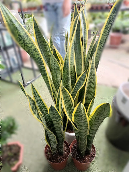 Nurseri Mekar Flora (Nurseri Pokok di Jenderam)