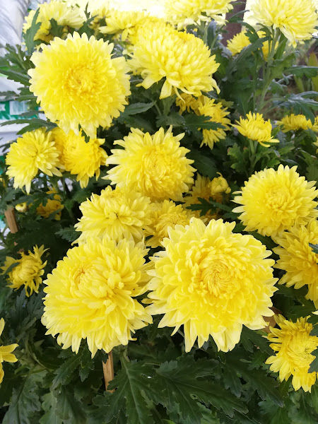 Sing Hing Huat Perniagaan Bunga (新兴发花园) gallery