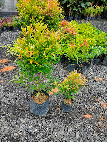 Greenery Garden by Green Heart Station gallery