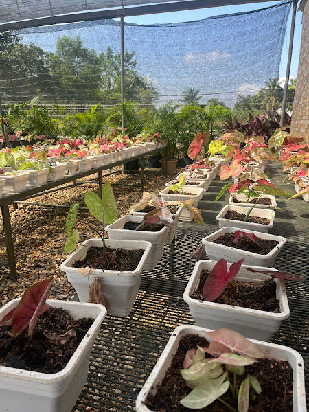 Treetop Garden | Pemborong Pokok Buah-Buahan | Bunga | Pasu | Ipoh Perak gallery