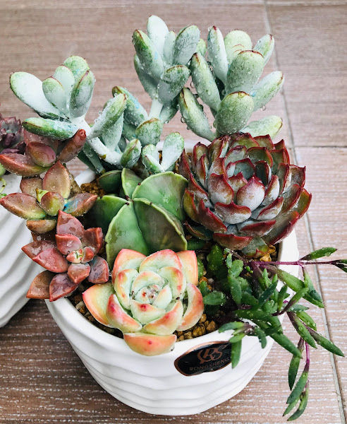 Succulent Secret Garden gallery