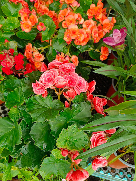 Nursery Kusta Sungai Buloh gallery