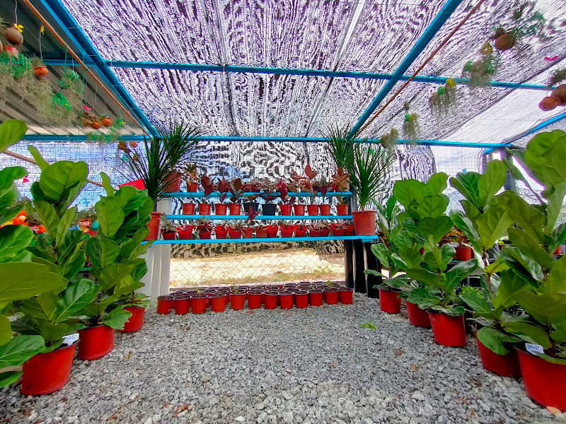 Arika Green Garden Nursery