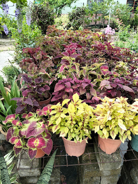 NORMADINAR NURSERY gallery