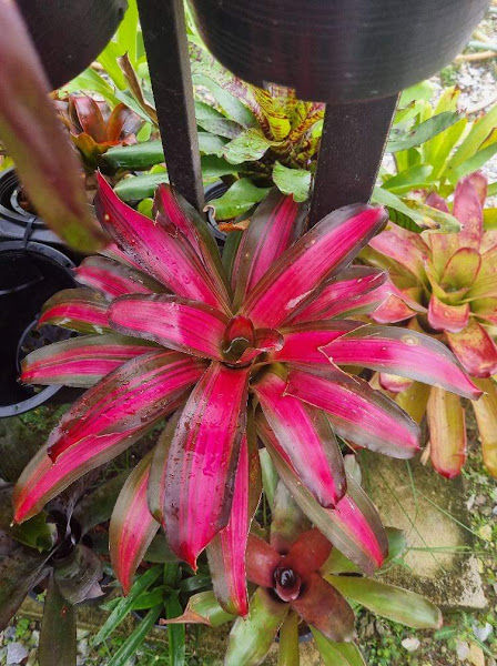 O'Bunga Bromeliad Garden gallery