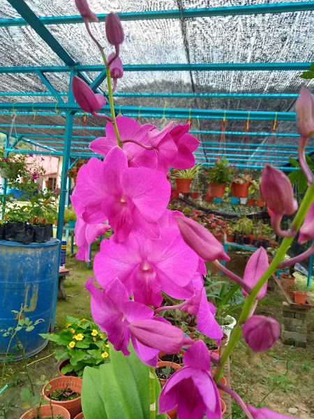 Nursery Laman Bonda gallery