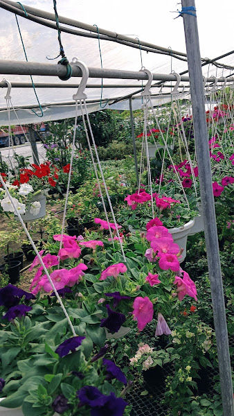 Euphoria Nursery & Trading gallery