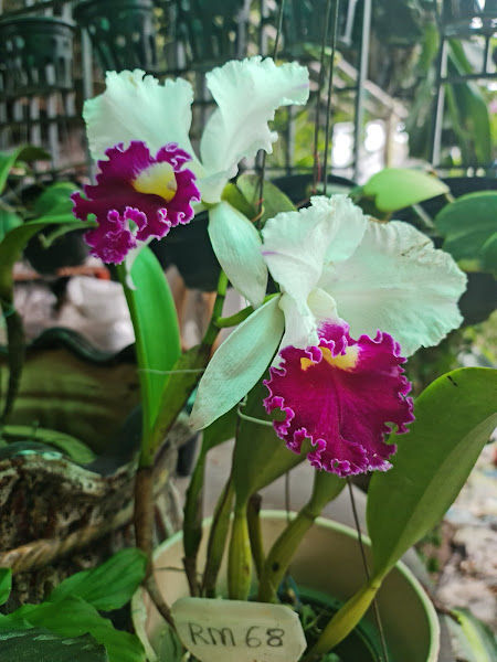 Ah Chat Orchid Nursery gallery