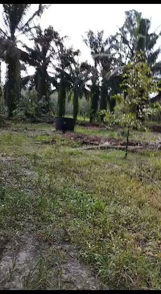 Nursery Warisan Sungai Buaya