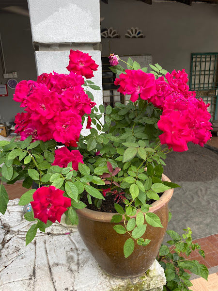 Abg Baja dan Tanah Organik gallery