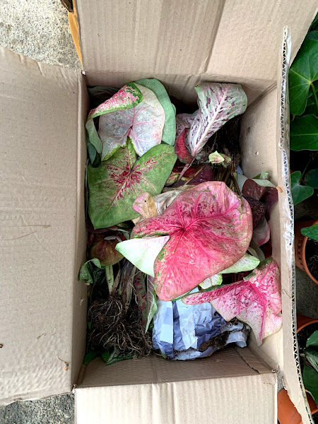 New Ecogreen landscaping gallery