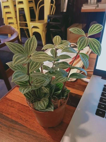 Pulpy Garden Sdn Bhd gallery