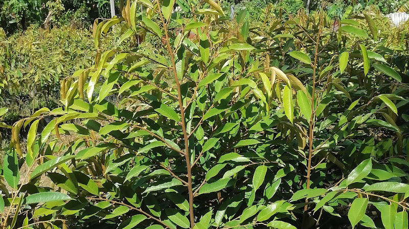 Dusun Pantai Nursery