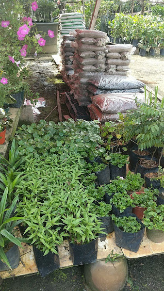 Pak Mat One-Stop Garden centre no 1 gallery