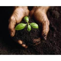 Malaysia Organic Fertiliser (Cow Manure) / Baja Organik Malaysia / 有机肥料 gallery