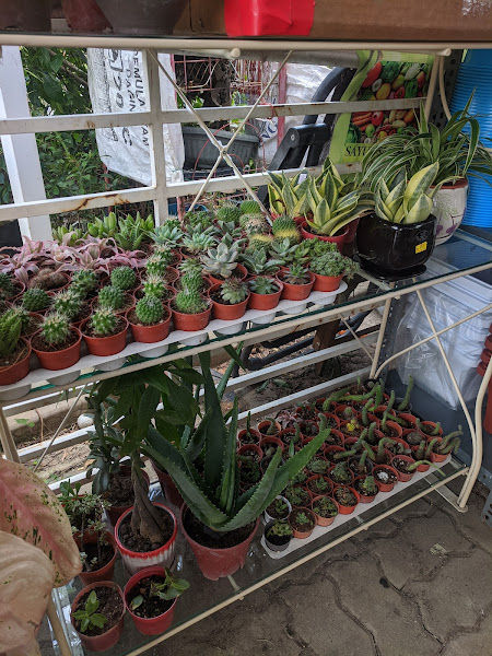 Pak Mat One-stop Garden Centre no 2