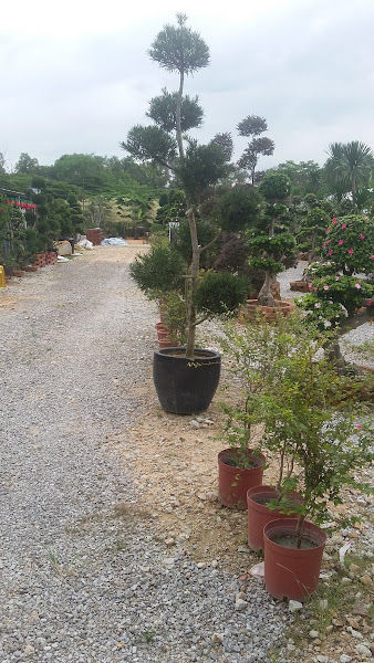 Big Tree & Landscape Supply