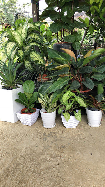 Kamal Landscape & Nursery gallery