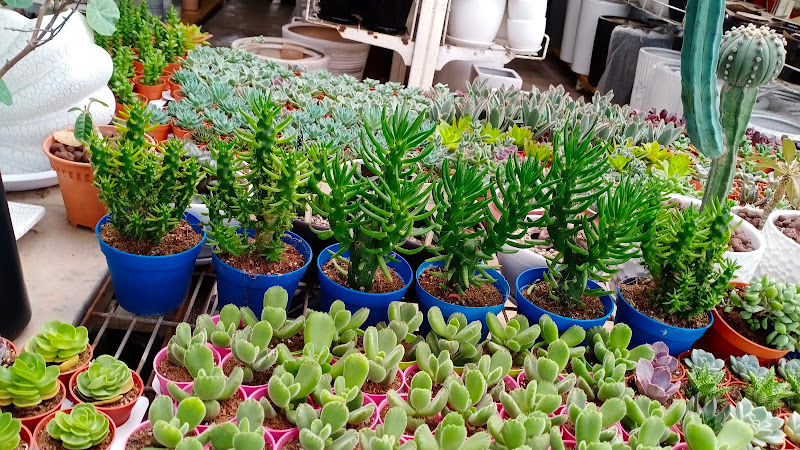 Biogreen Trade gallery