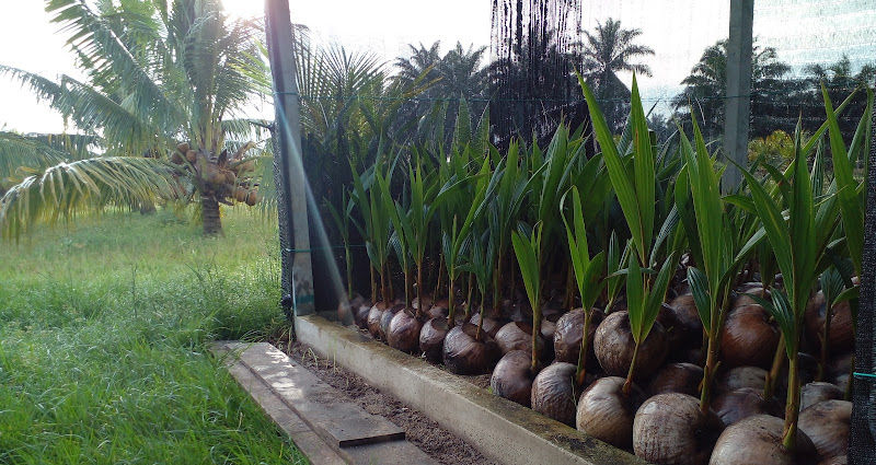 NURSERY SGG SEPANG Benih Kelapa Sgg CN16 gallery