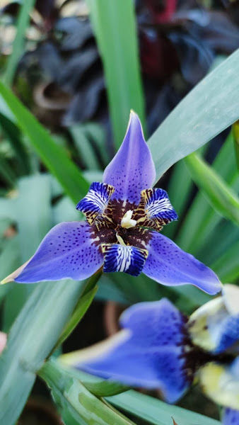 Floranika Nursery gallery