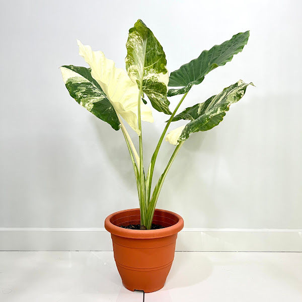 albinoalocasia