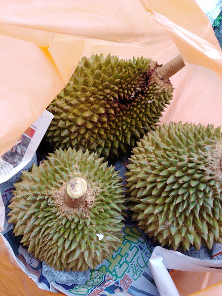 Wong Nursery gallery